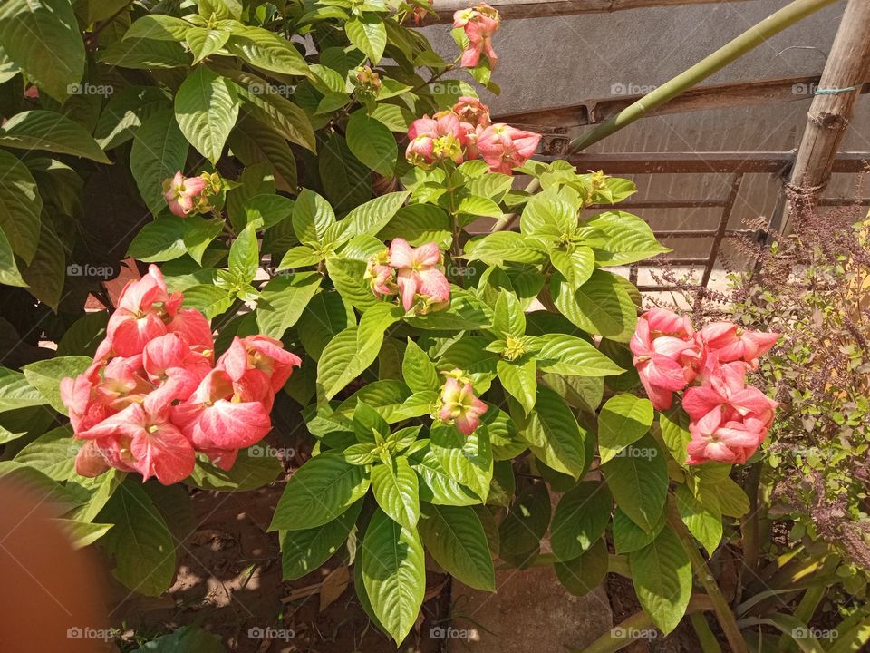 beautiful pink flowers🌸🌺🌻🌹🌷🌼💐