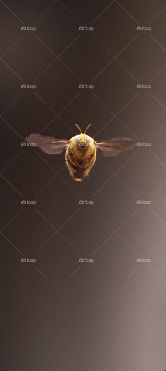 bee