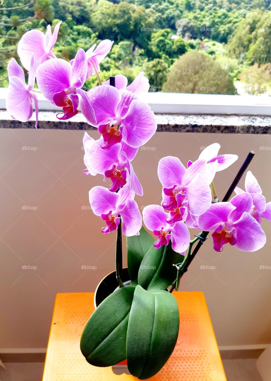 Minha linda orquídea, toda festiva,colorida toma sol da manhã.