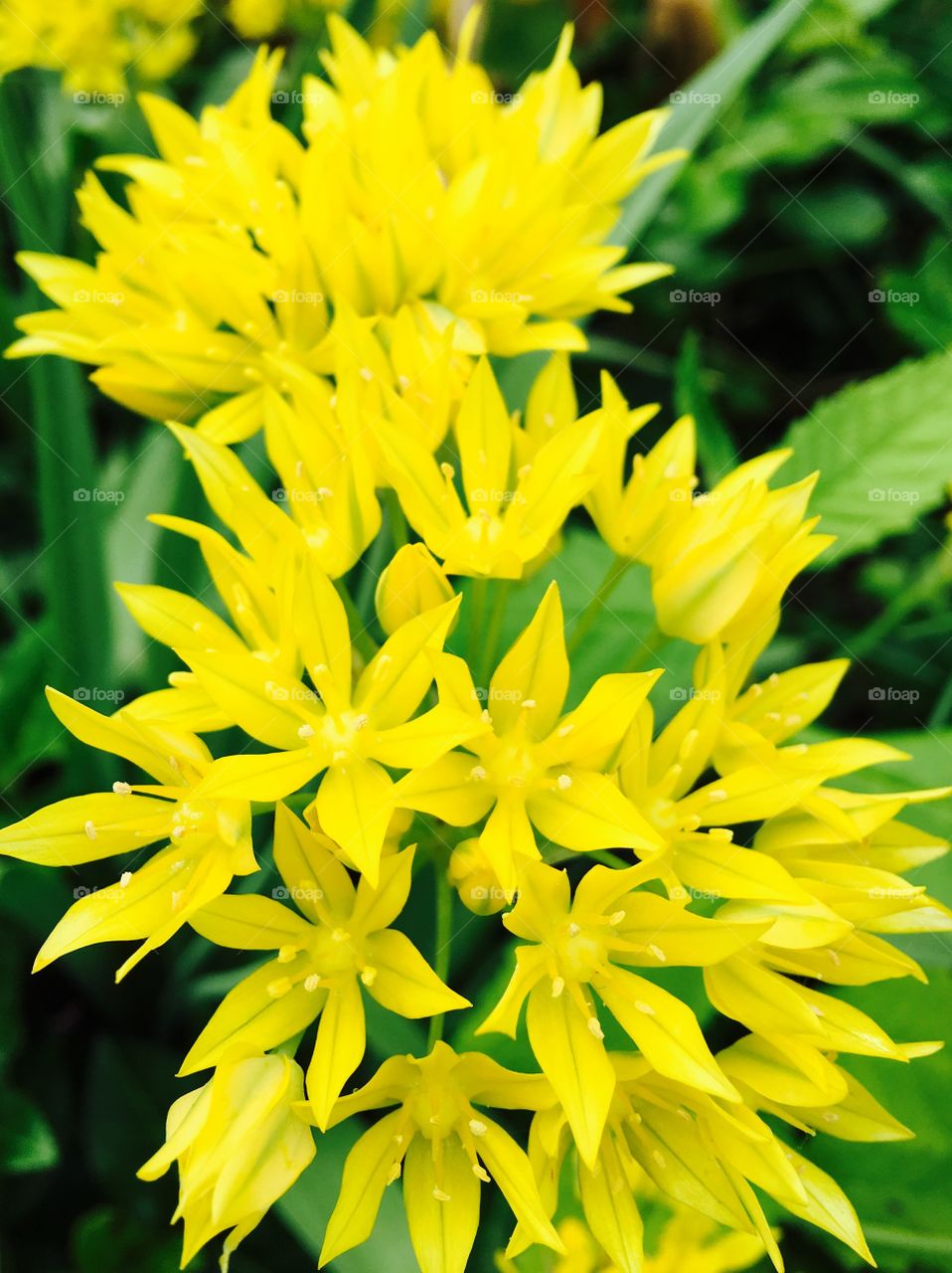 Close-up of yellow flowers