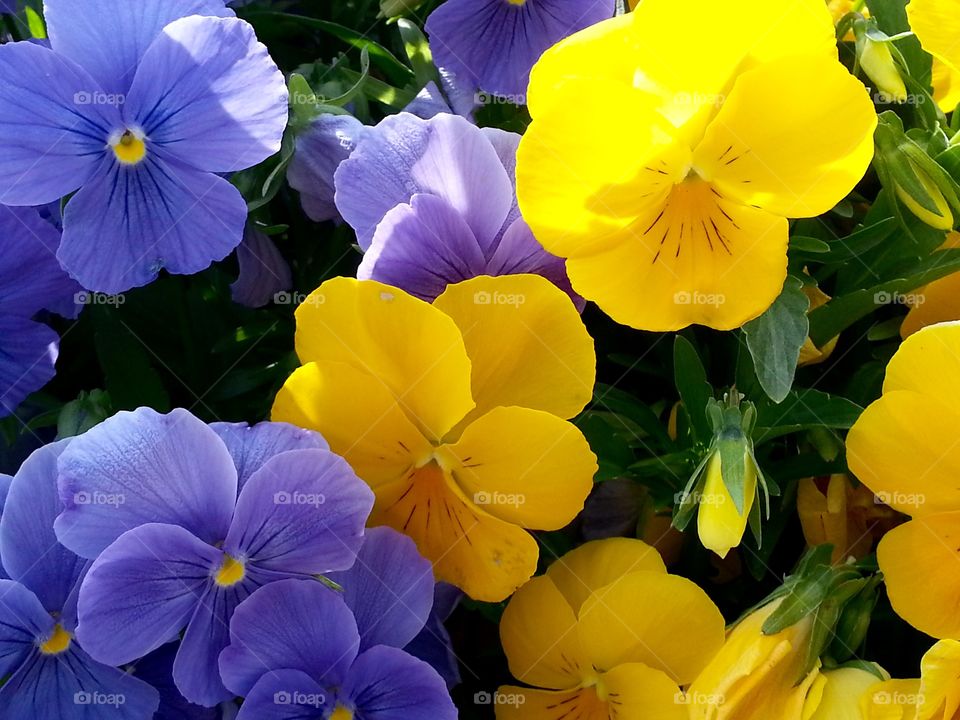 Yellow and blue pansy
