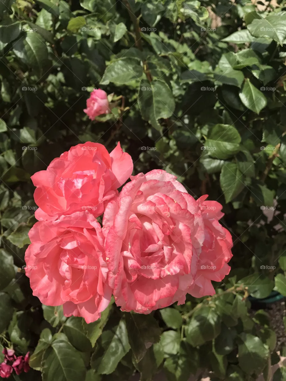 Peachy Petals 