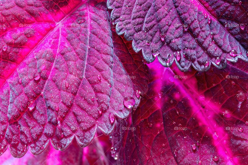 Water drop on pink leaf