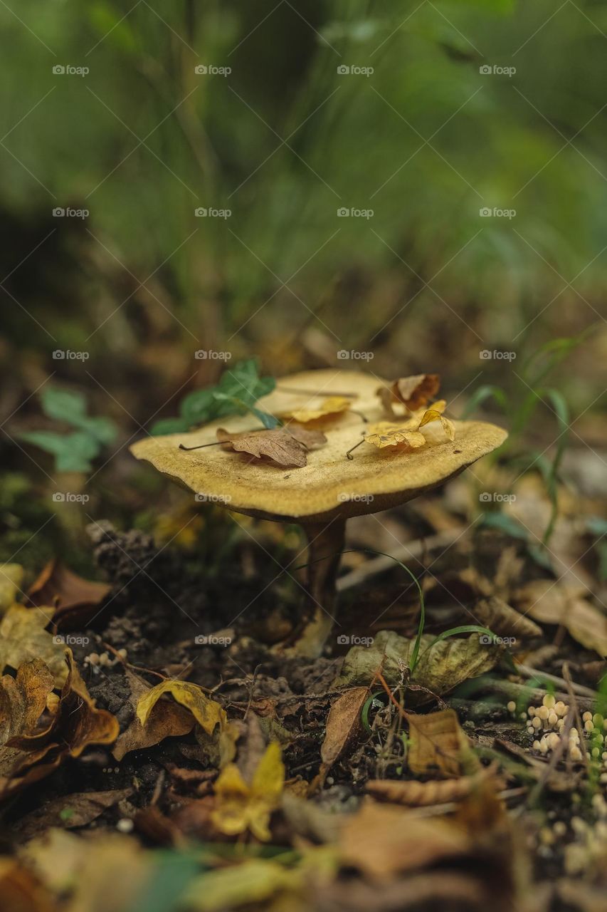 mystical, beautiful, colorful, edible and poisonous mushrooms growing. in the forest, located near the river, hidden under leaves and in the bark of trees. beauty of nature