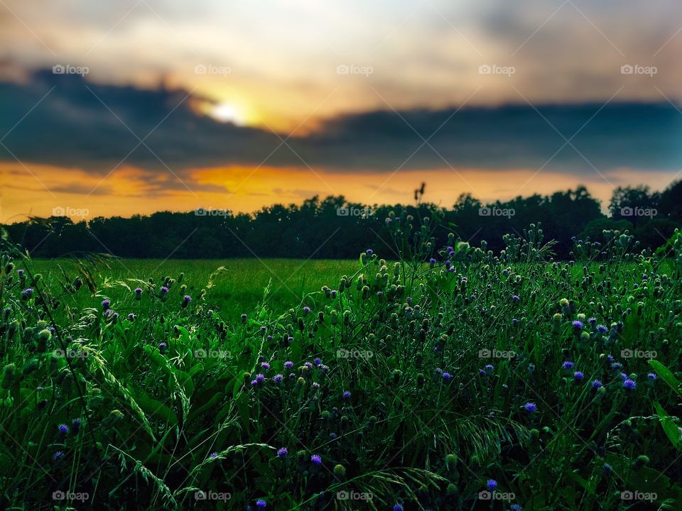 Purple wildflowers . Purple wildflowers popping at sunrise. 