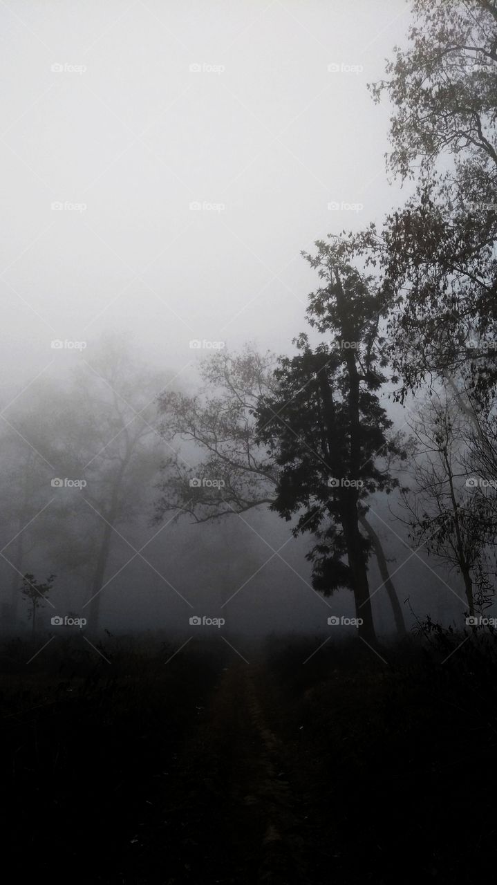 Fog, Mist, Tree, Landscape, No Person