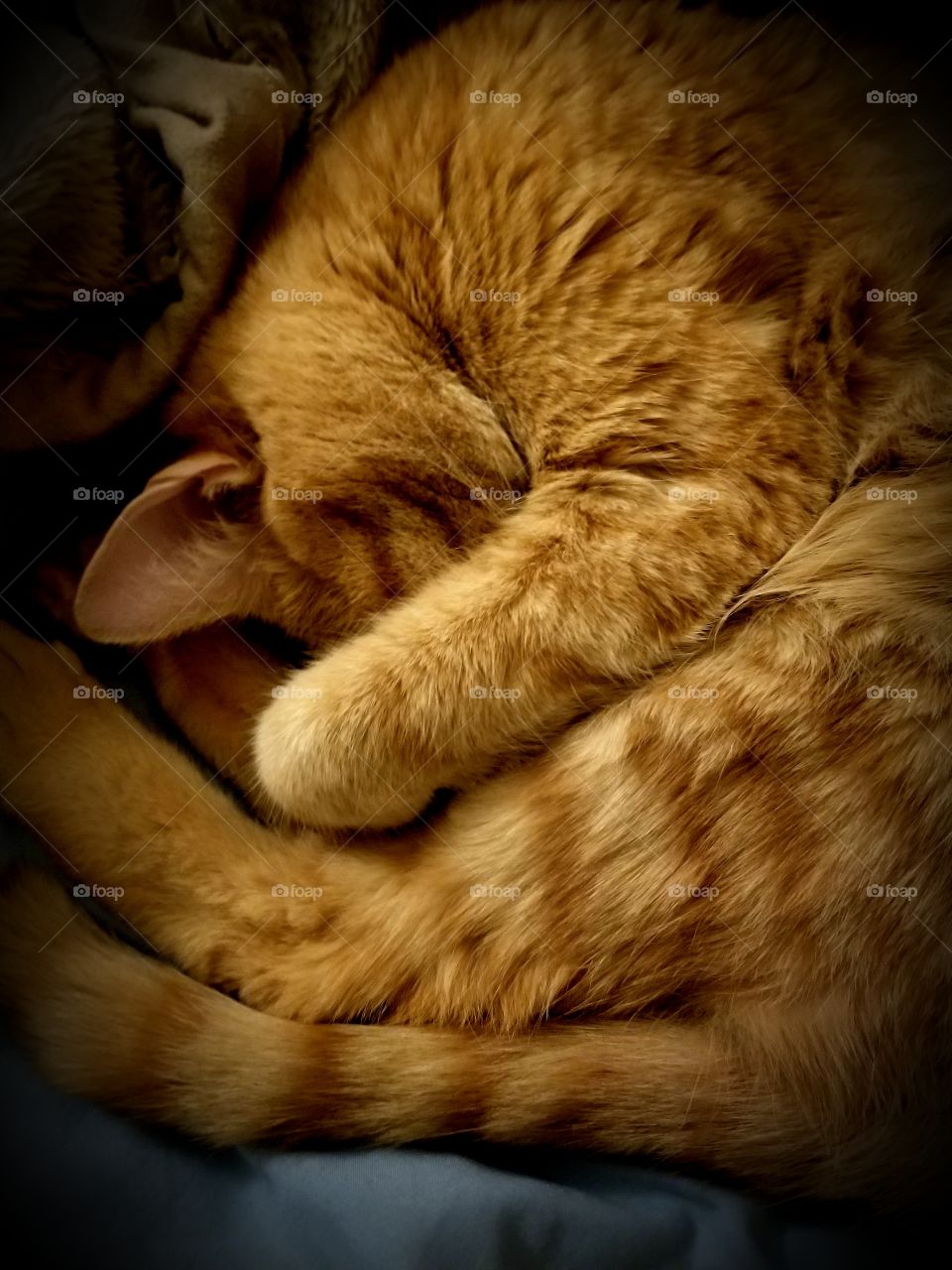 kitty.. as snug as a bug in a rug...