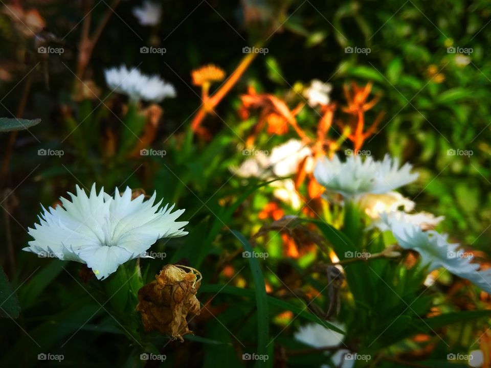 when you love white and also the flower is