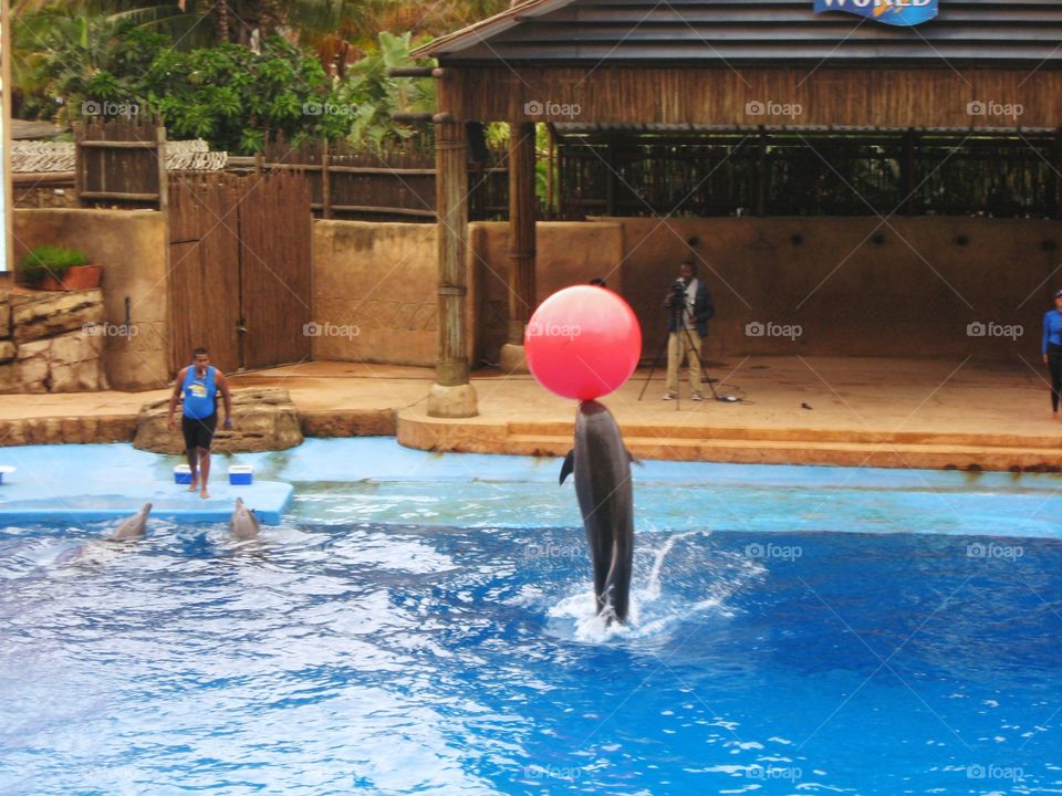 dolphin in the pool holding a big pink ball on its nose in South Africa