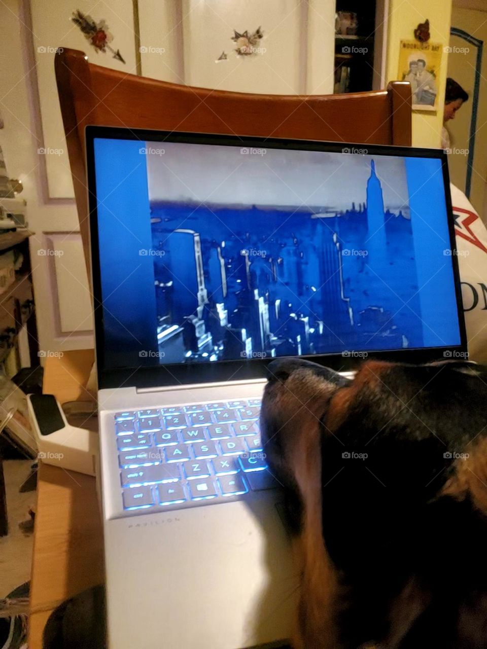 Puppy on the computer