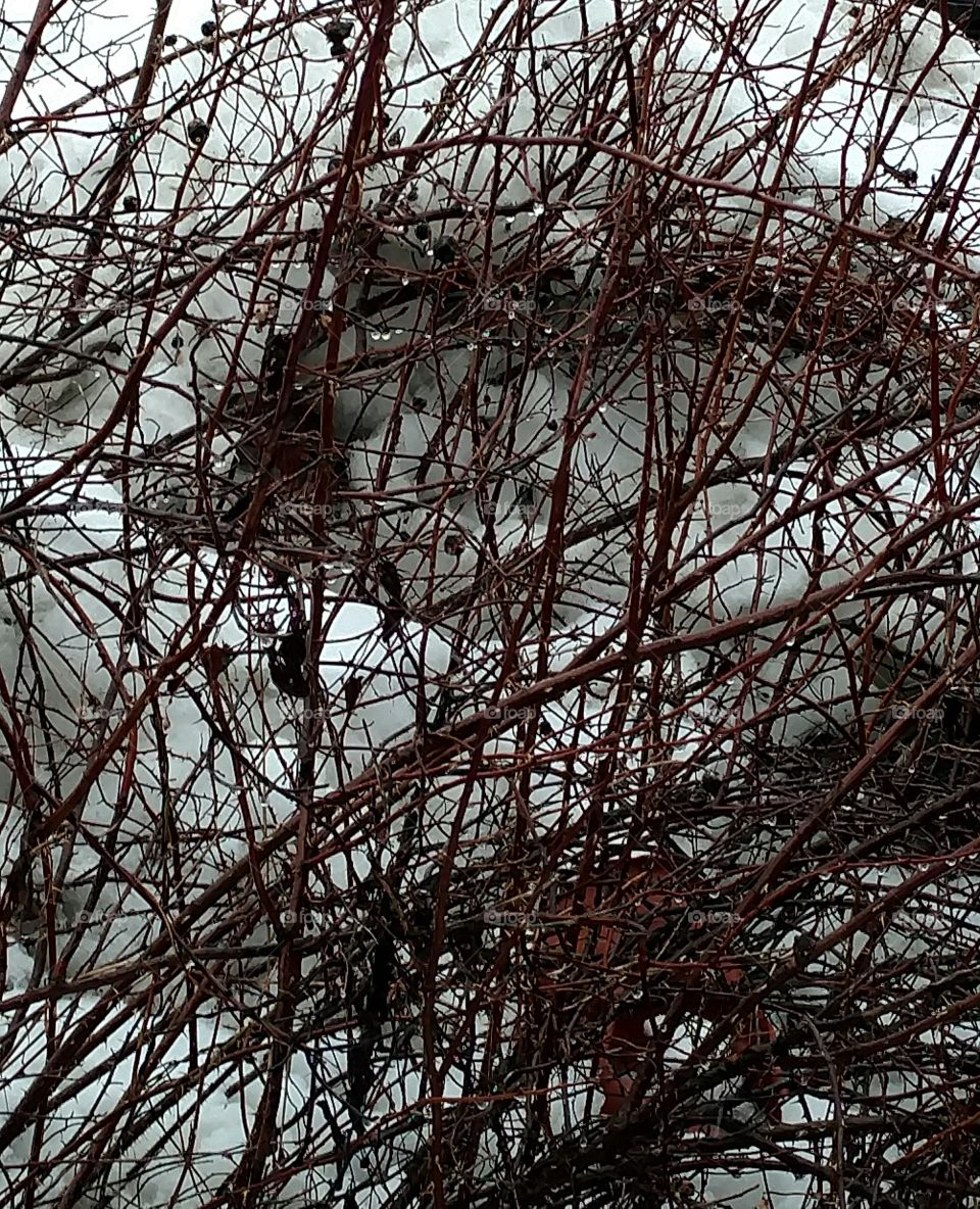 wild Rose branches in snow