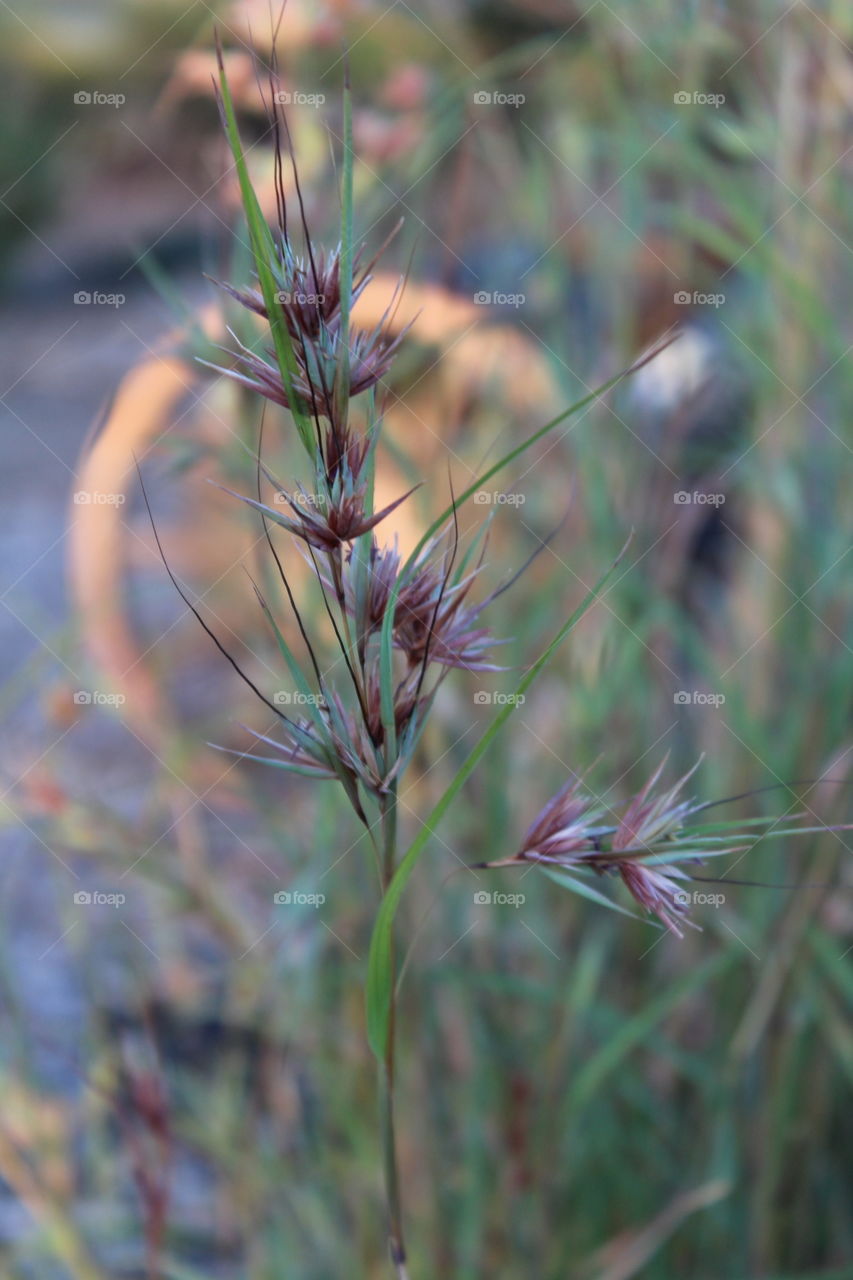 Australian native grass standing tall