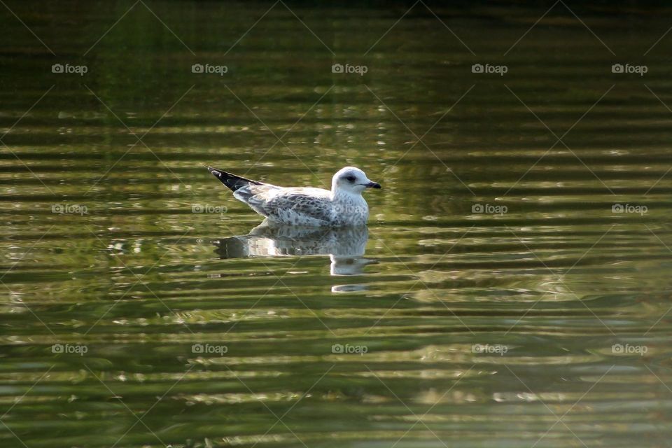 Seagull