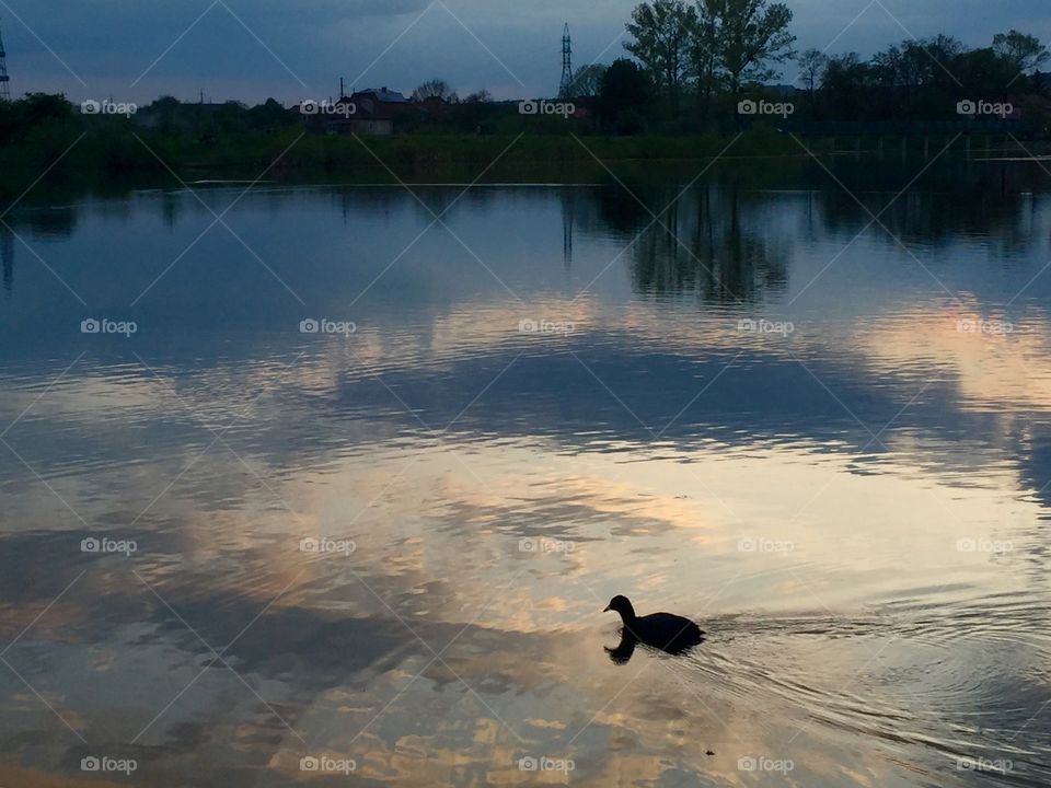 A duck in the lake on the sunset