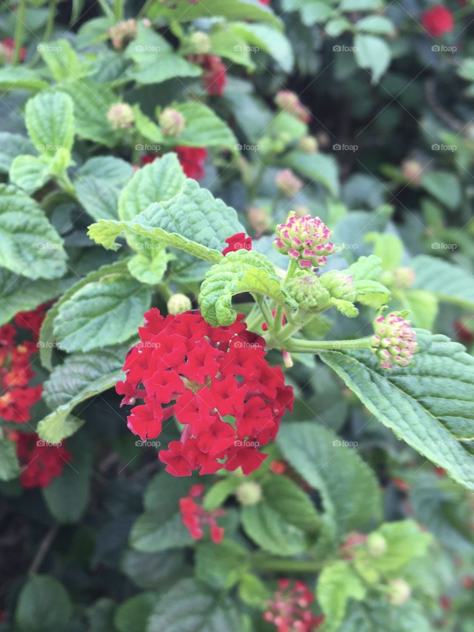 Red flowers and buds