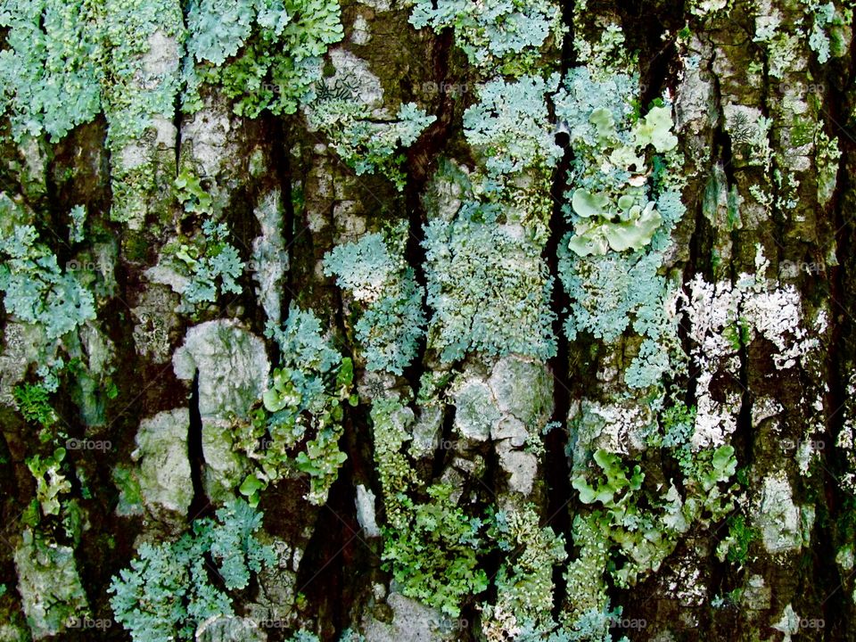 Lichen