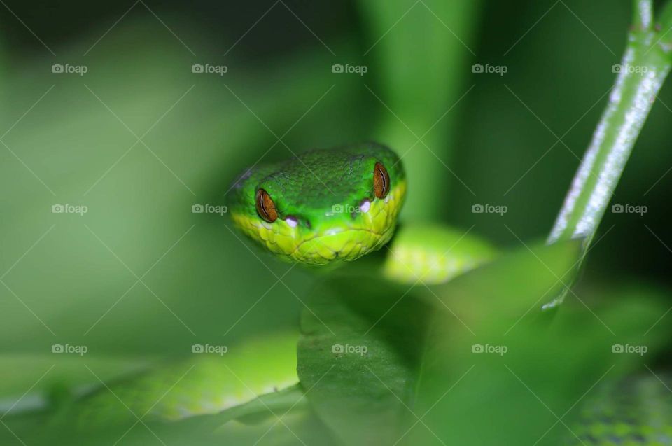 Sunda pit - viper. Curios look of snake. The green sunda pit-viper's good for camufladged at the wet day. Just only silent with the similar colour of its.