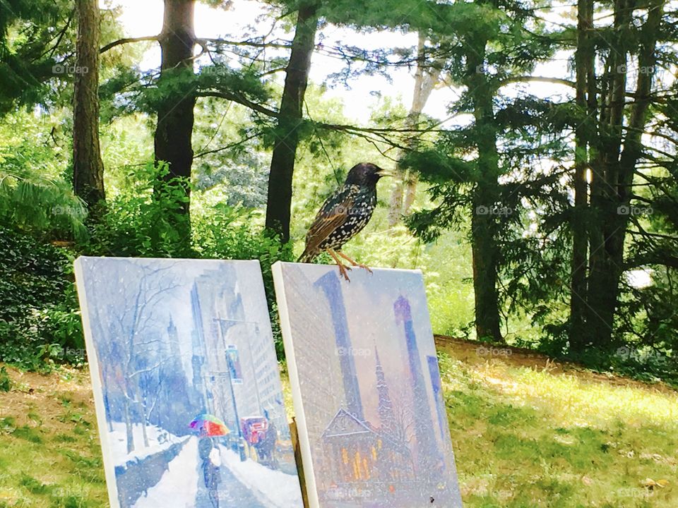 Look who’s posing! Was passing by Central Park and came across this little fell standing on top of a canvas.
