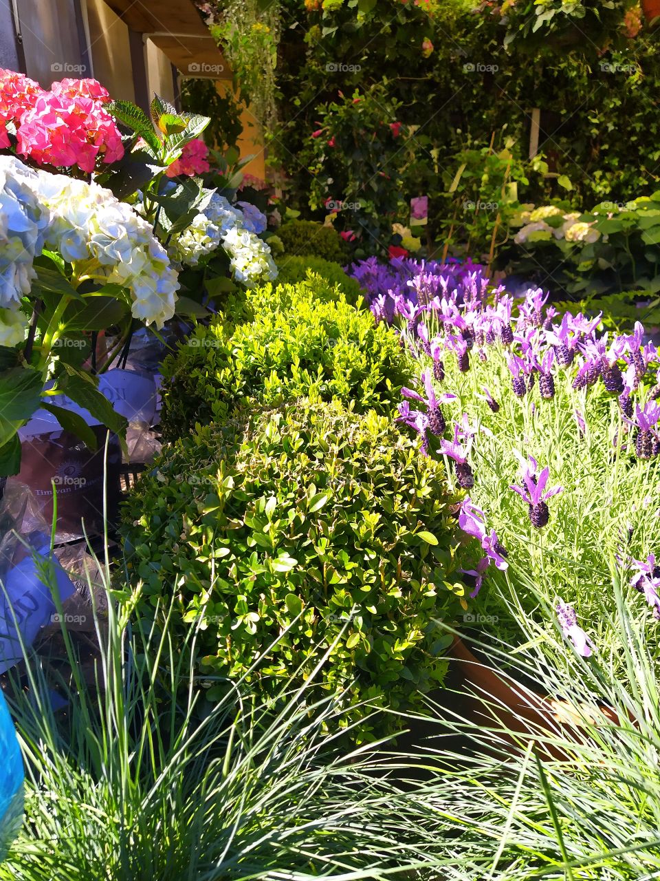 A row of lavender, a row of boxwood bushes and a multi-colored row of hydrangea
