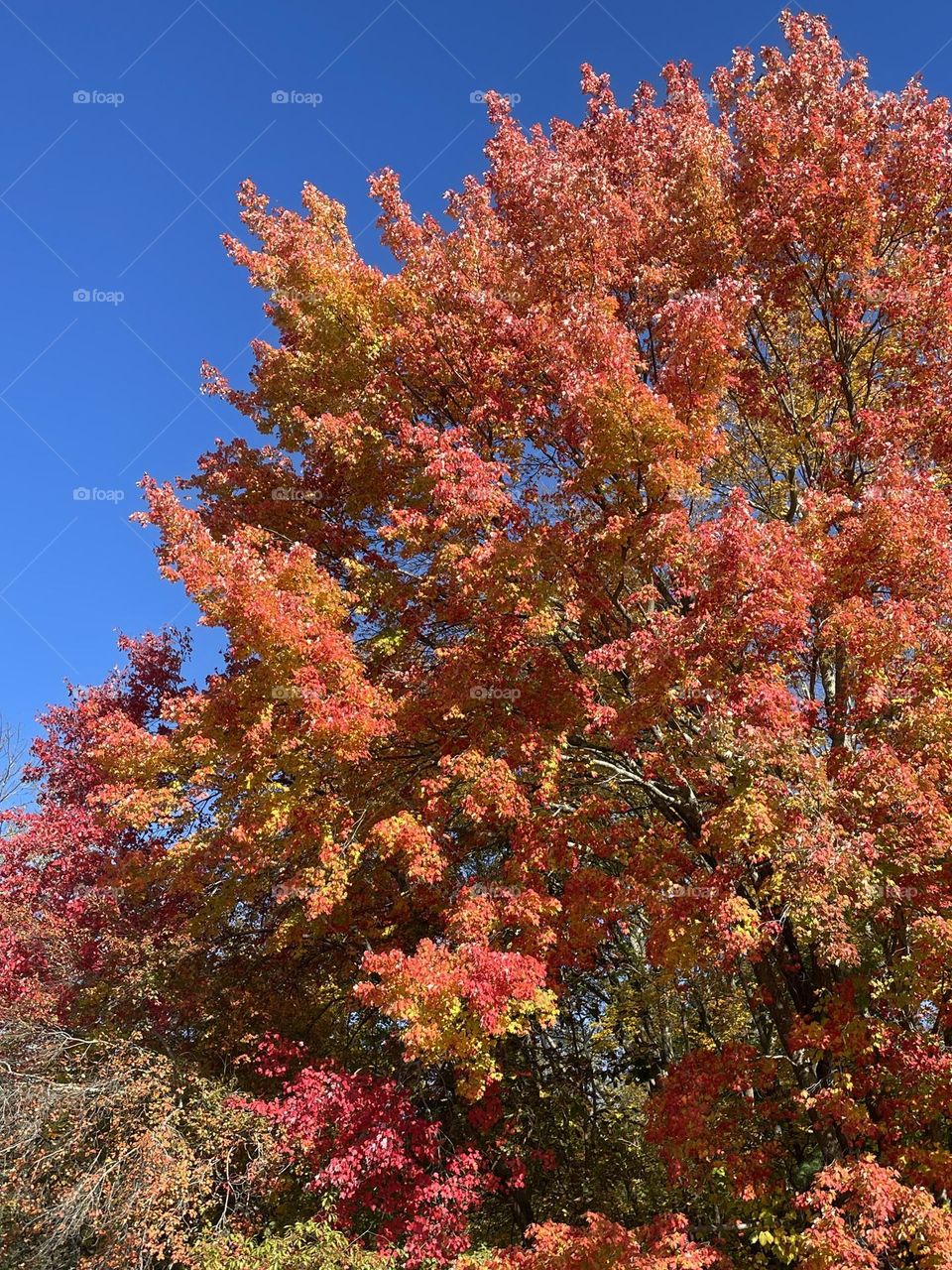 Against the Blue Sky