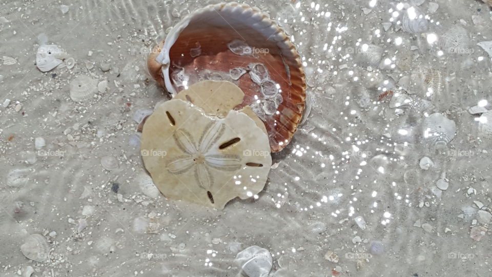 seashells in the water