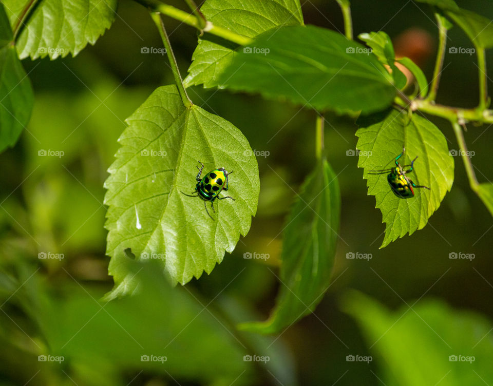 Two identical insects laying on a leaf