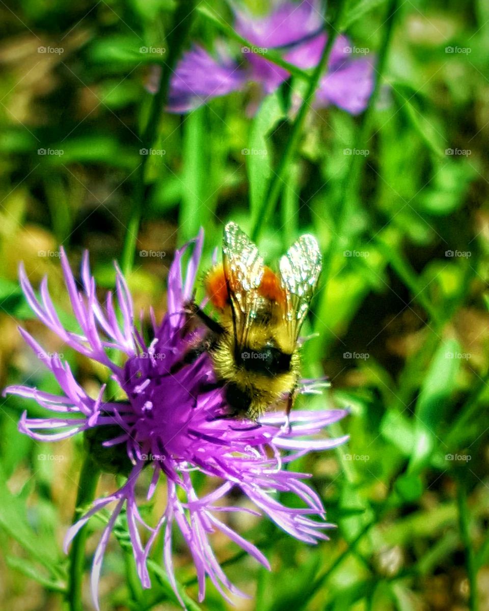 Bee on Flower