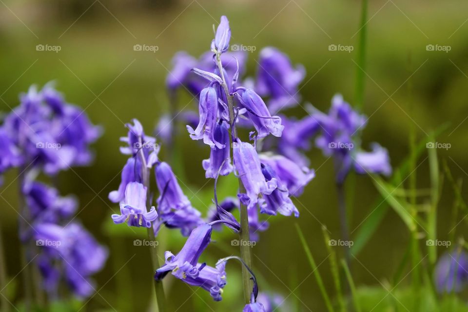 Bluebells. Bluebells in the woods