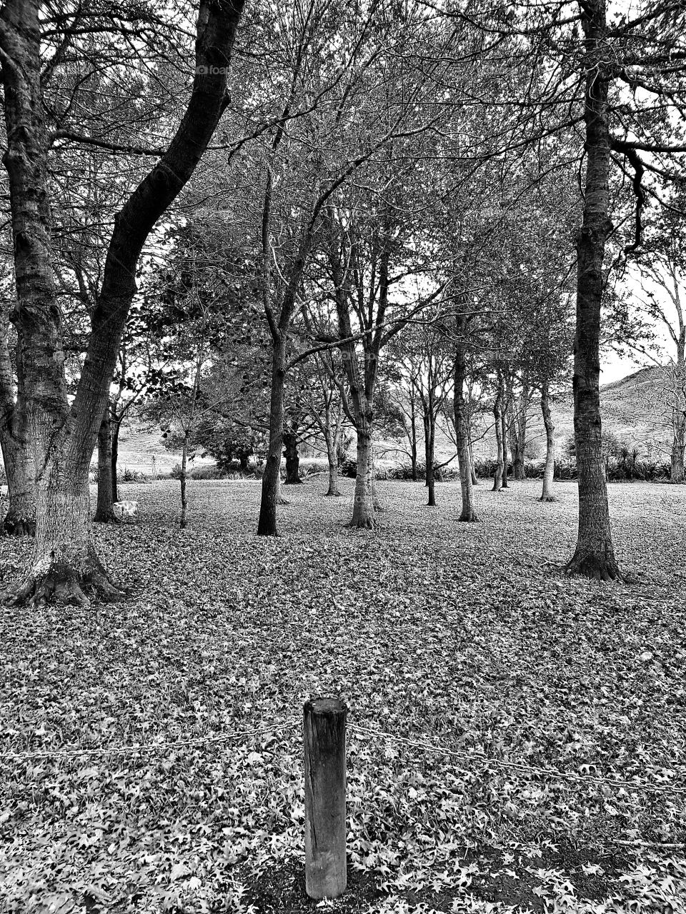 Monochrome park in Autumn