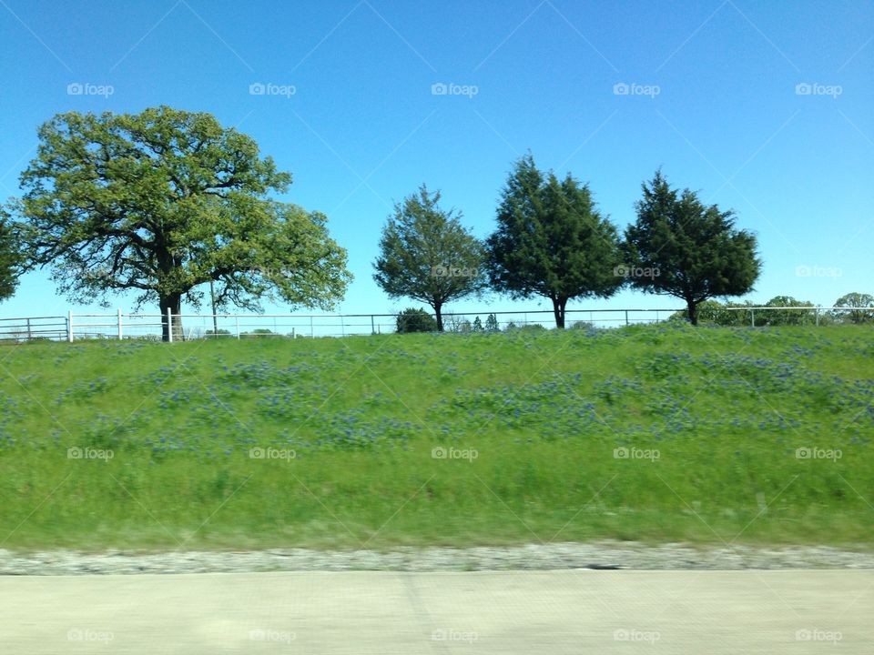 Spring bluebonnets on Texas highway