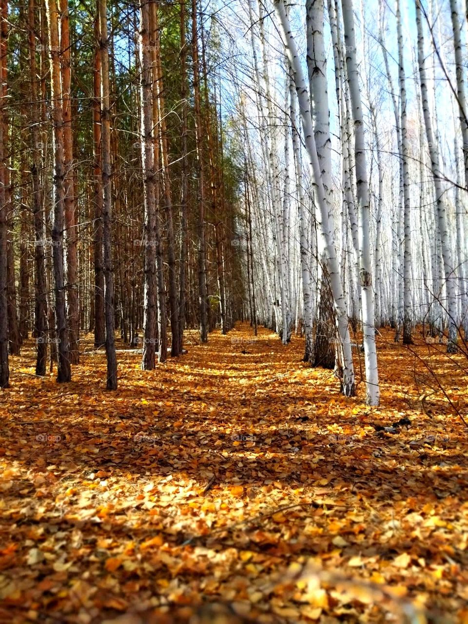 B&W fairytale forest