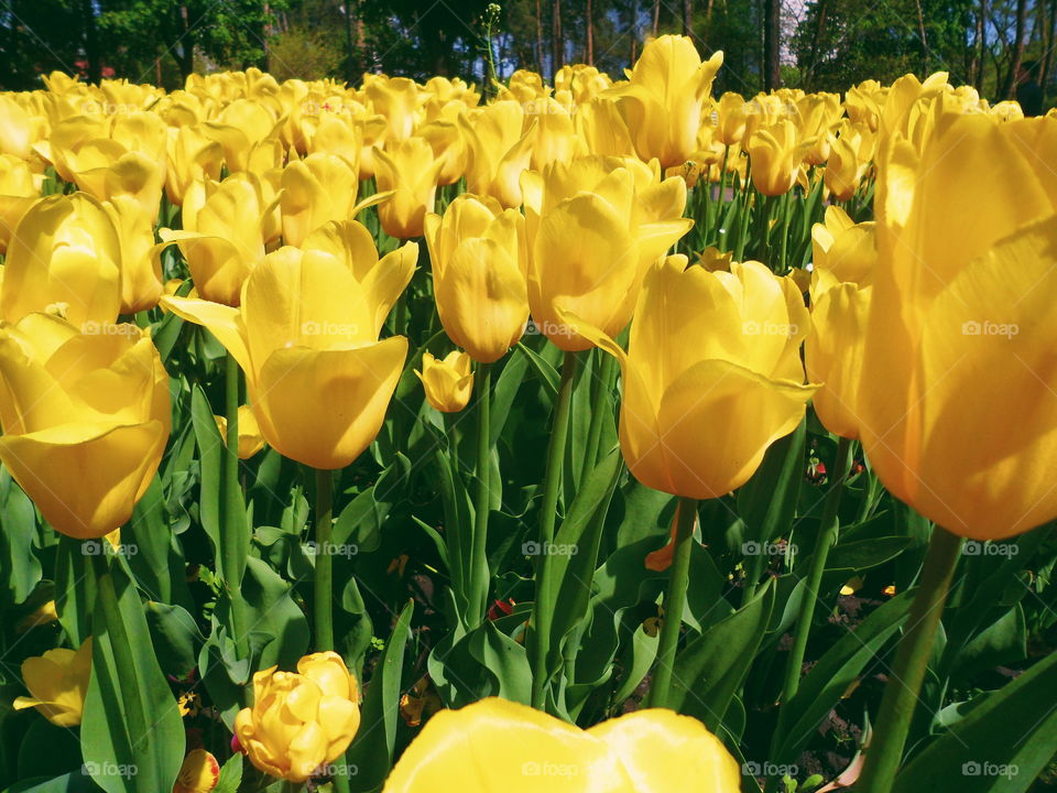 yellow tulips