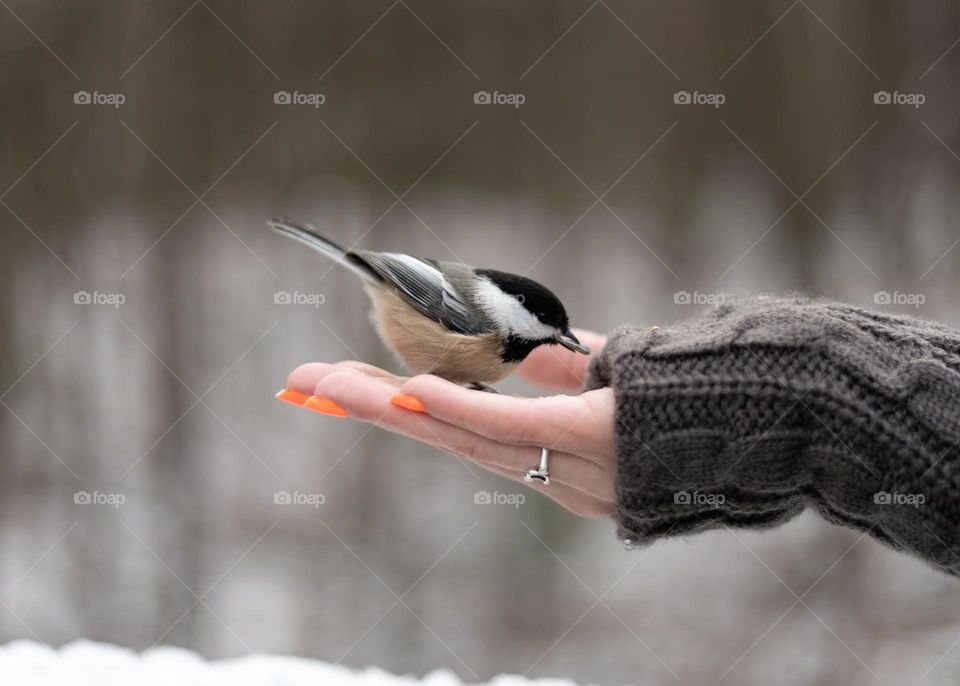 A little chickadee friend 