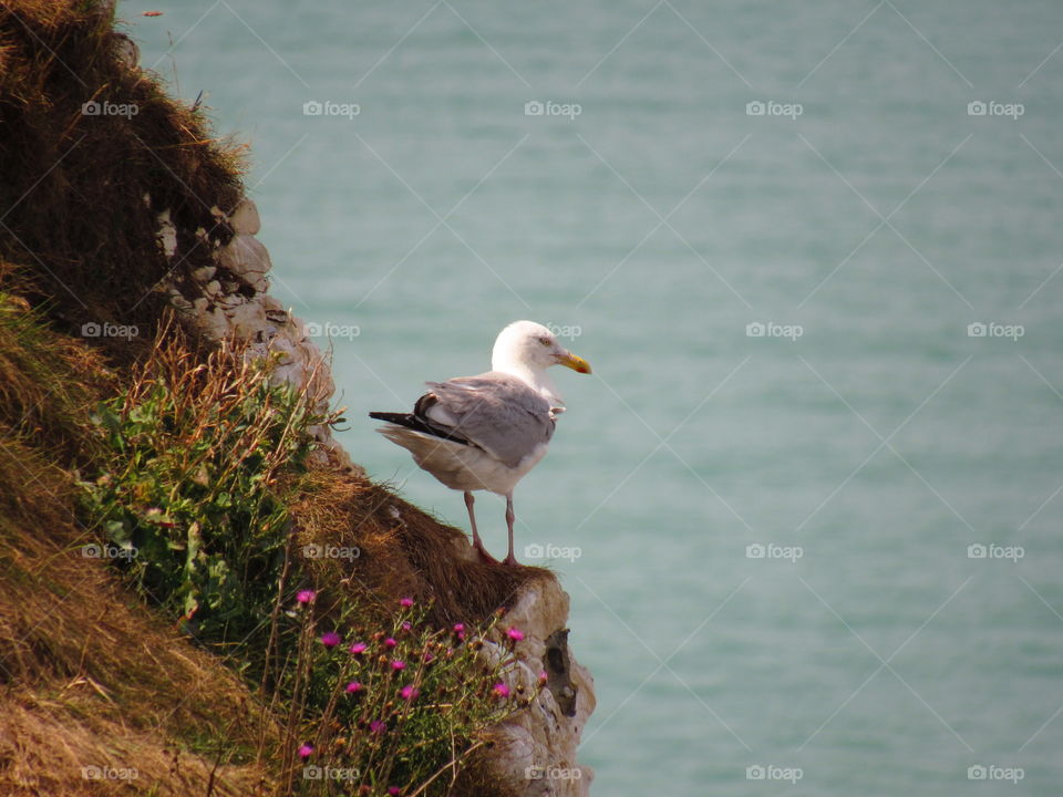 seagull