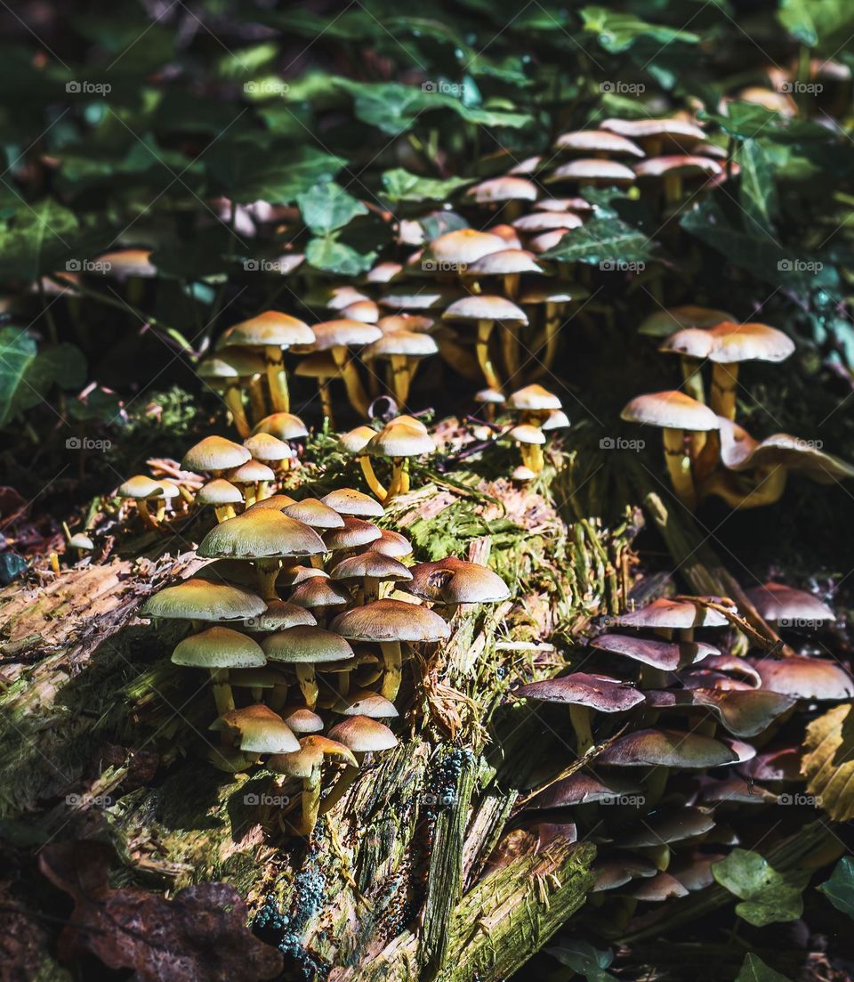 Hymenogastraceae growing on rotten wood with ivy in the woodland undergrowth 