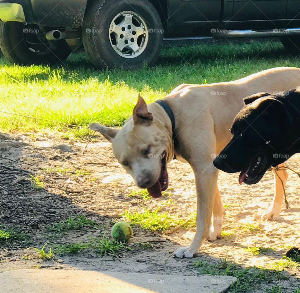 Double dog dare you says Dixie the Pitt Bull to Barnabas the Bull Mastiff mix in the woods of South Georgia. 