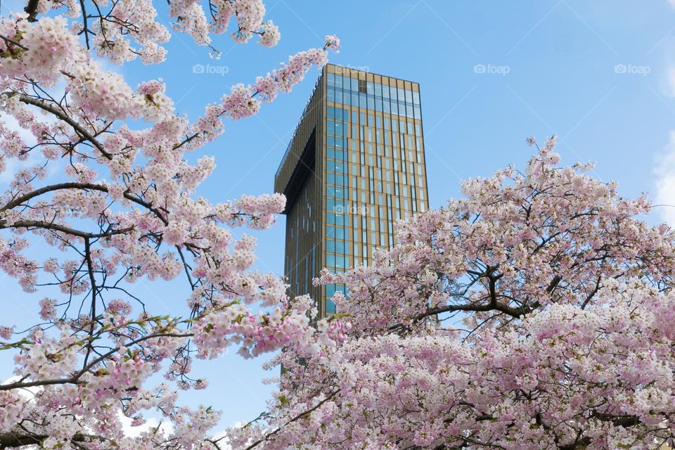 Spring in the city, tall building surrounded by pink blooming cherry tree flowers with blue sky in the background 