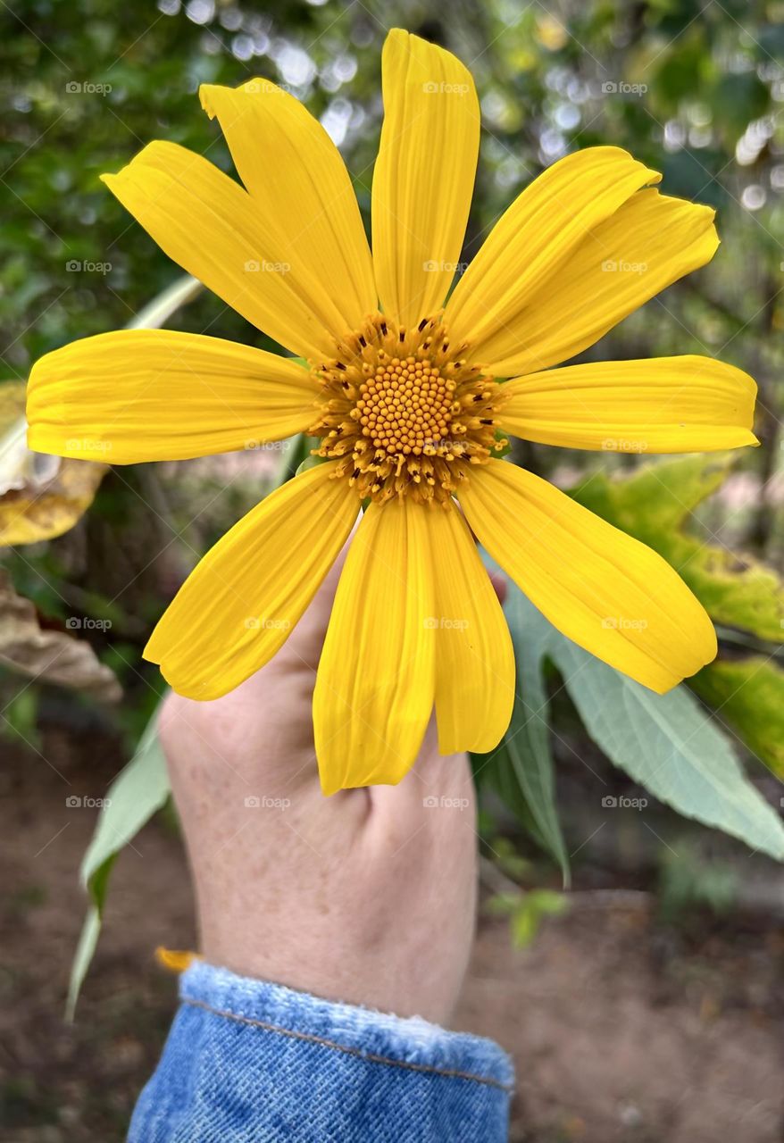 Yellow flower 