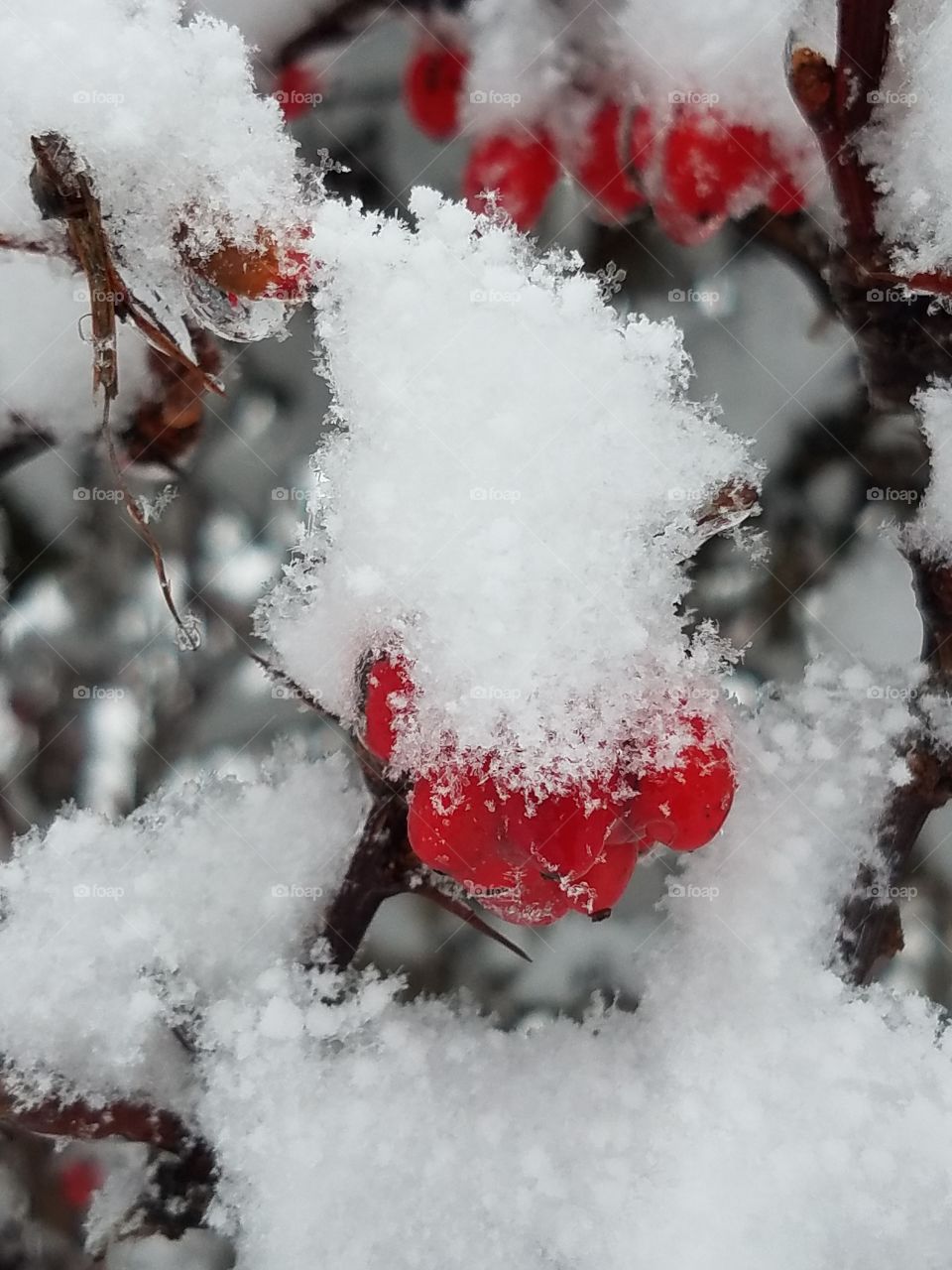 Winter Berries