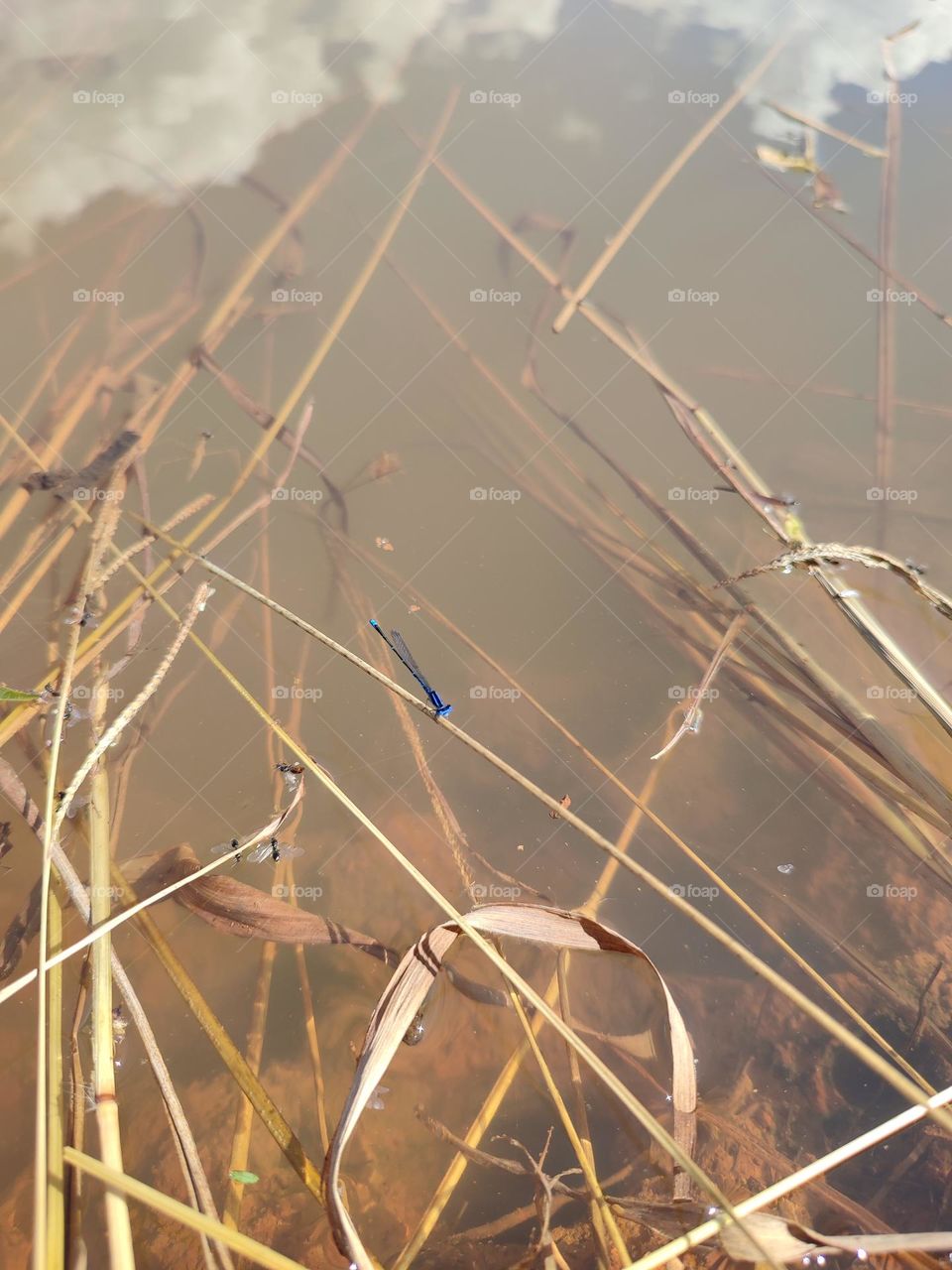 Blue Dragonfly on the river