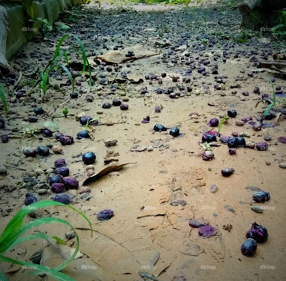 berries are everywhere