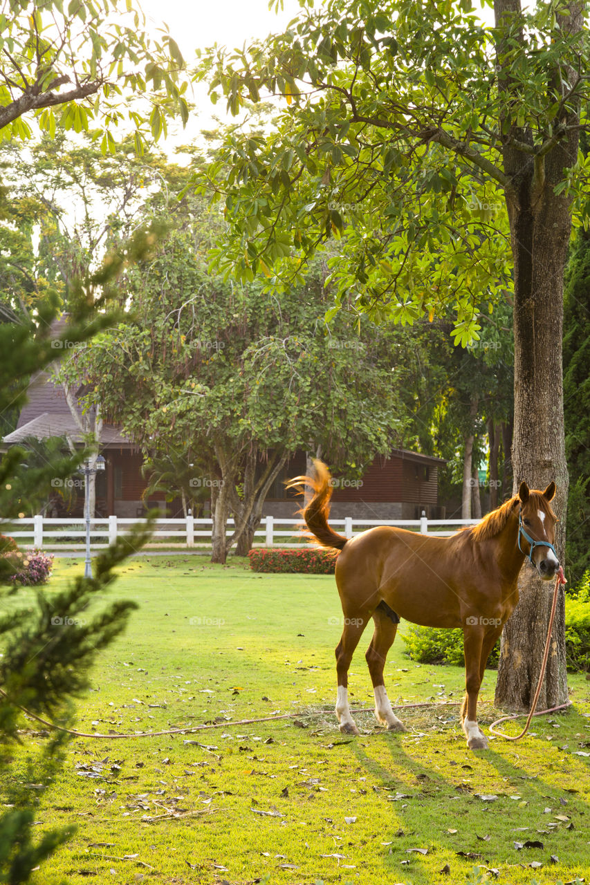 horse in a ranch by the pasture