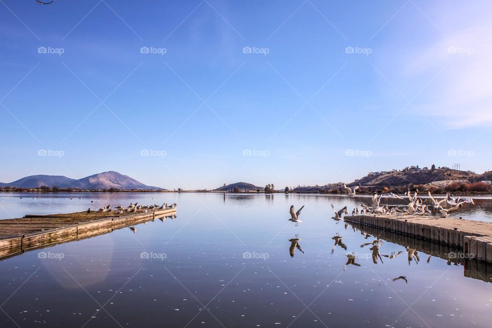 Beautiful sunny morning with seagulls flying across a lake 