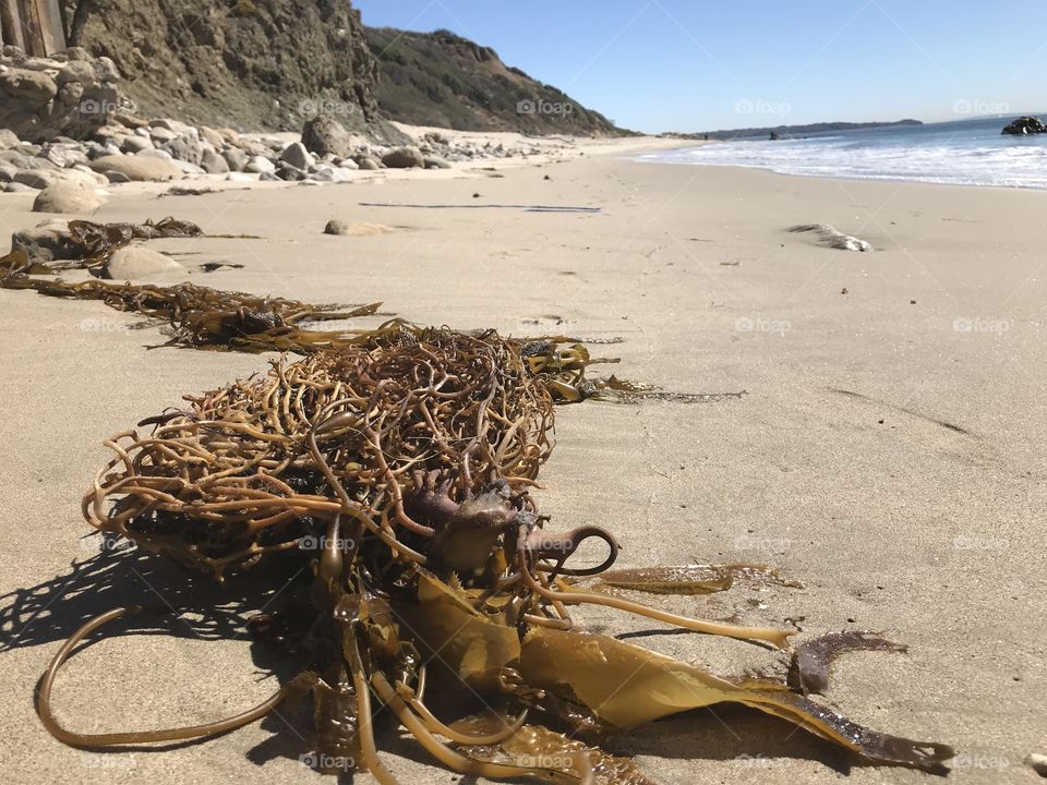 Washed up kelp on the beaches of Malivy