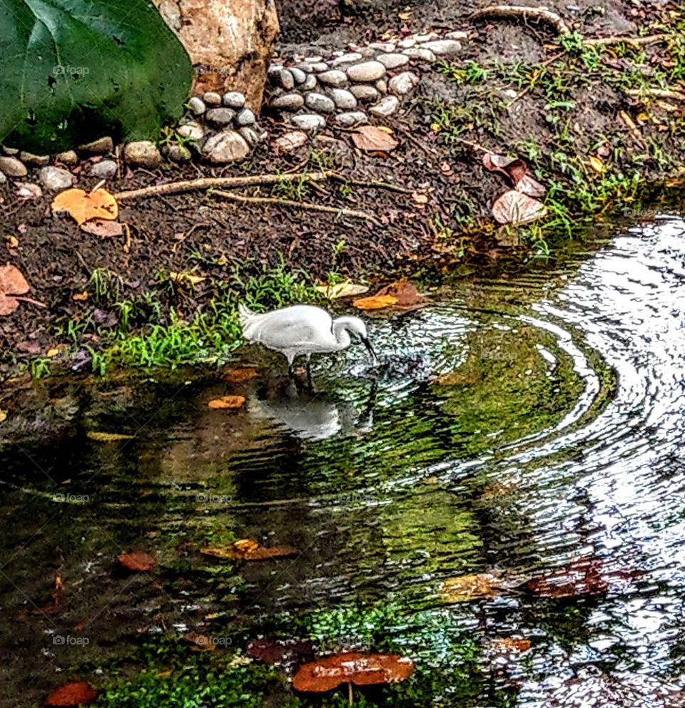 An egret was looking for something to eat in the water, a beautiful reflection and a stream swirl.