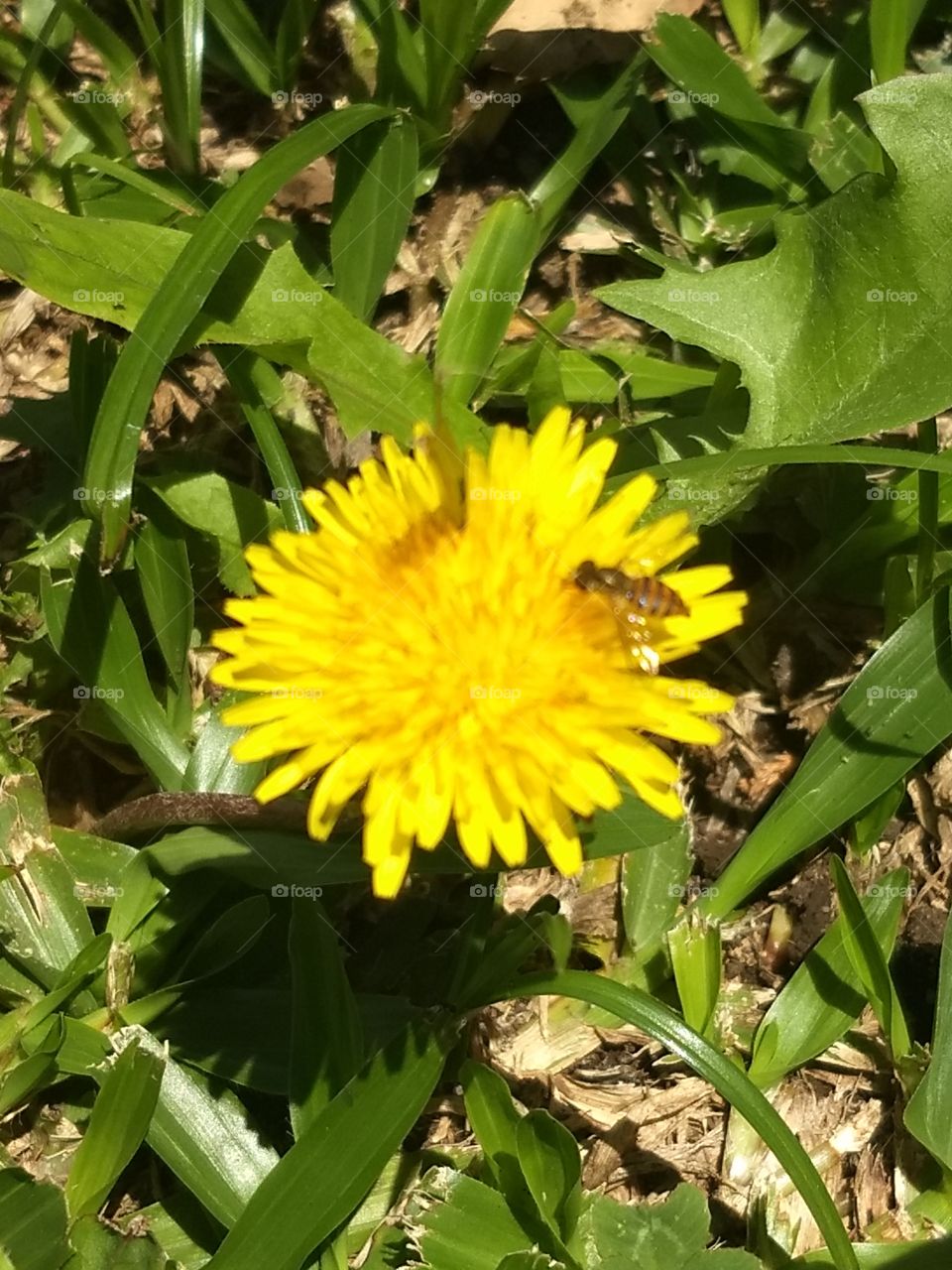 Yellow Flower and bee