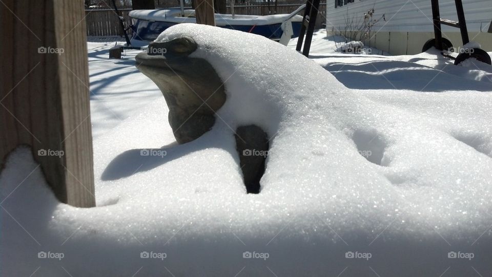 snow frog