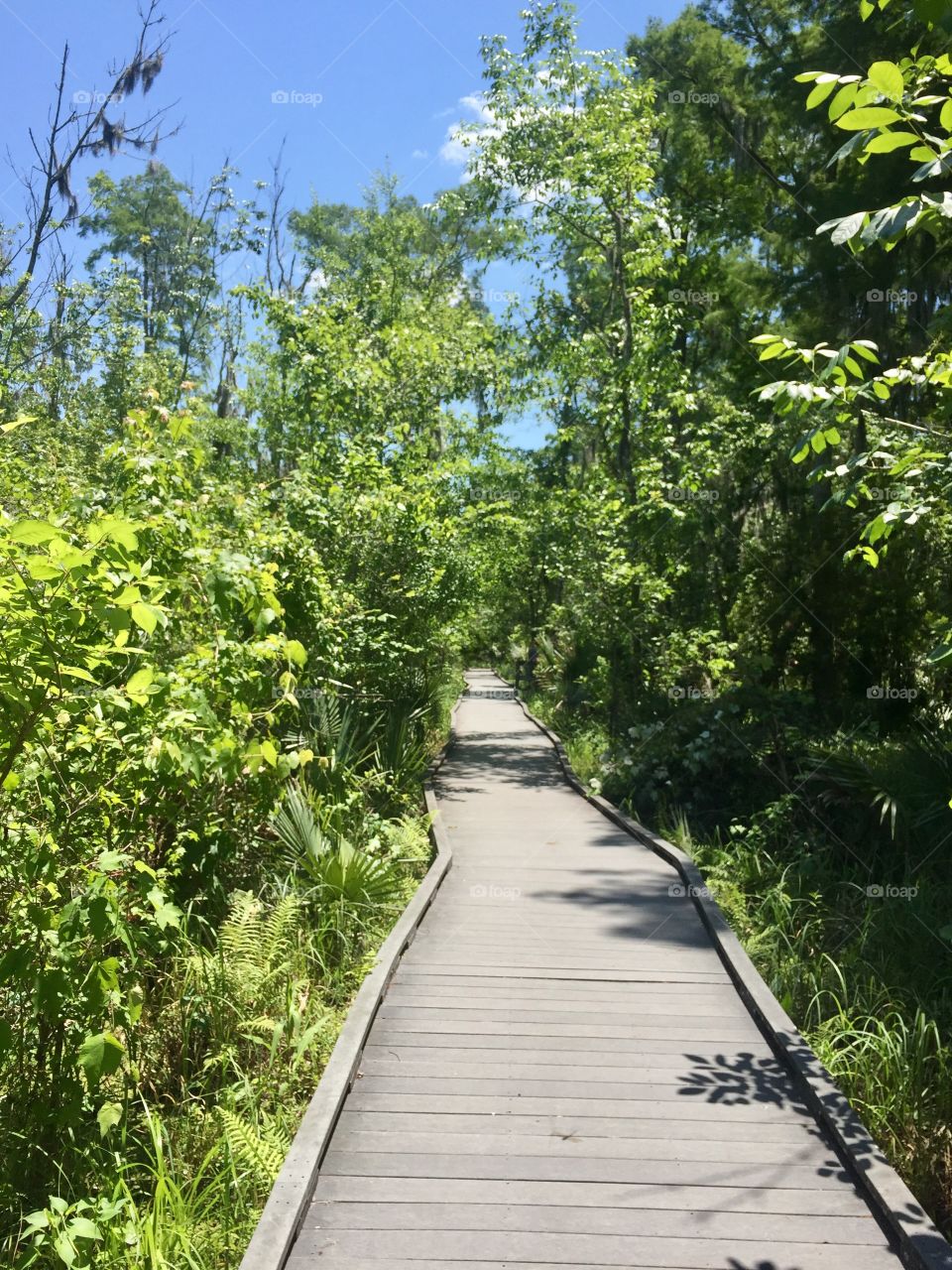 Hiking in the Bayou of New Orleans 