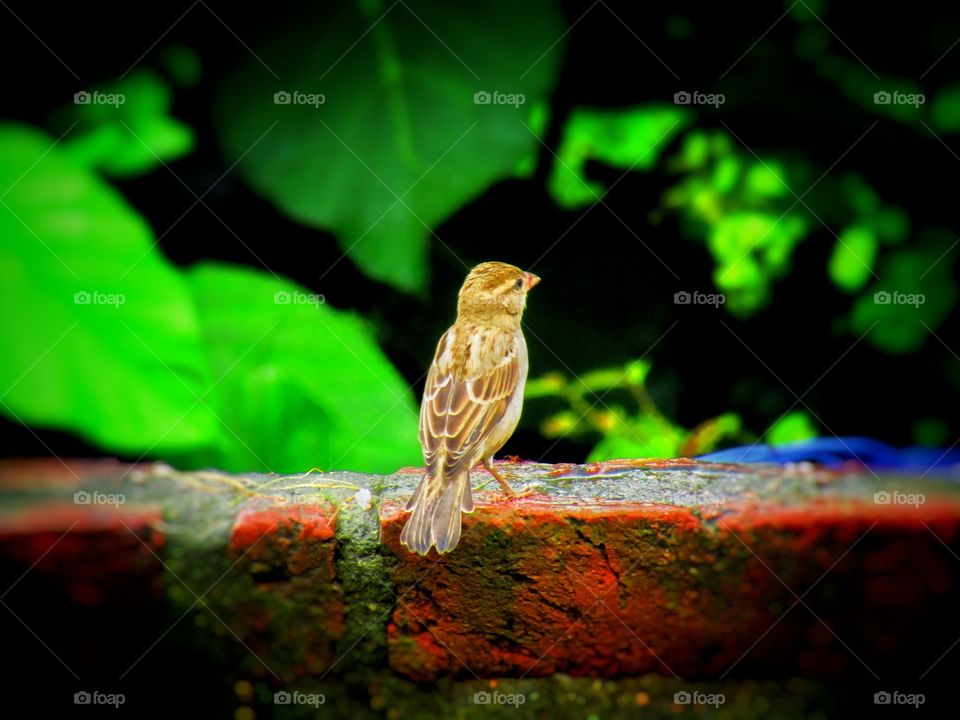 Sparrows are a family of small passerine birds. They are also known as true sparrows, or Old World sparrows, names also used for a particular genus of the family, Passer.