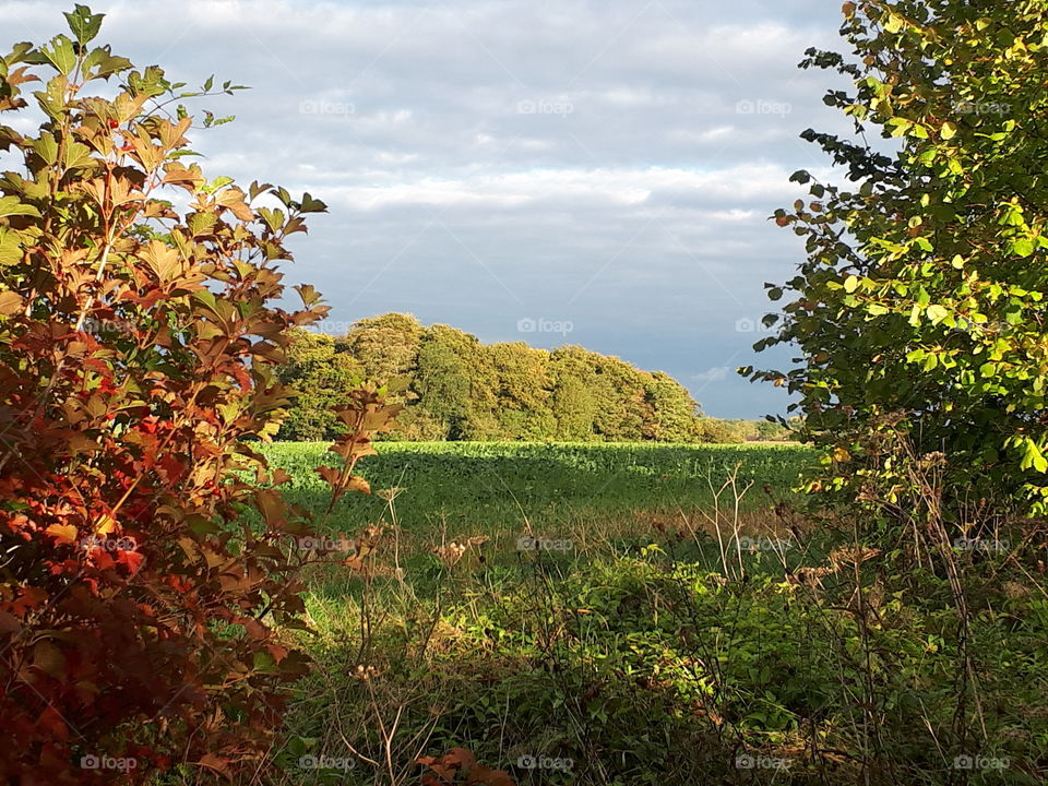 Leaf, Fall, Nature, Tree, Landscape